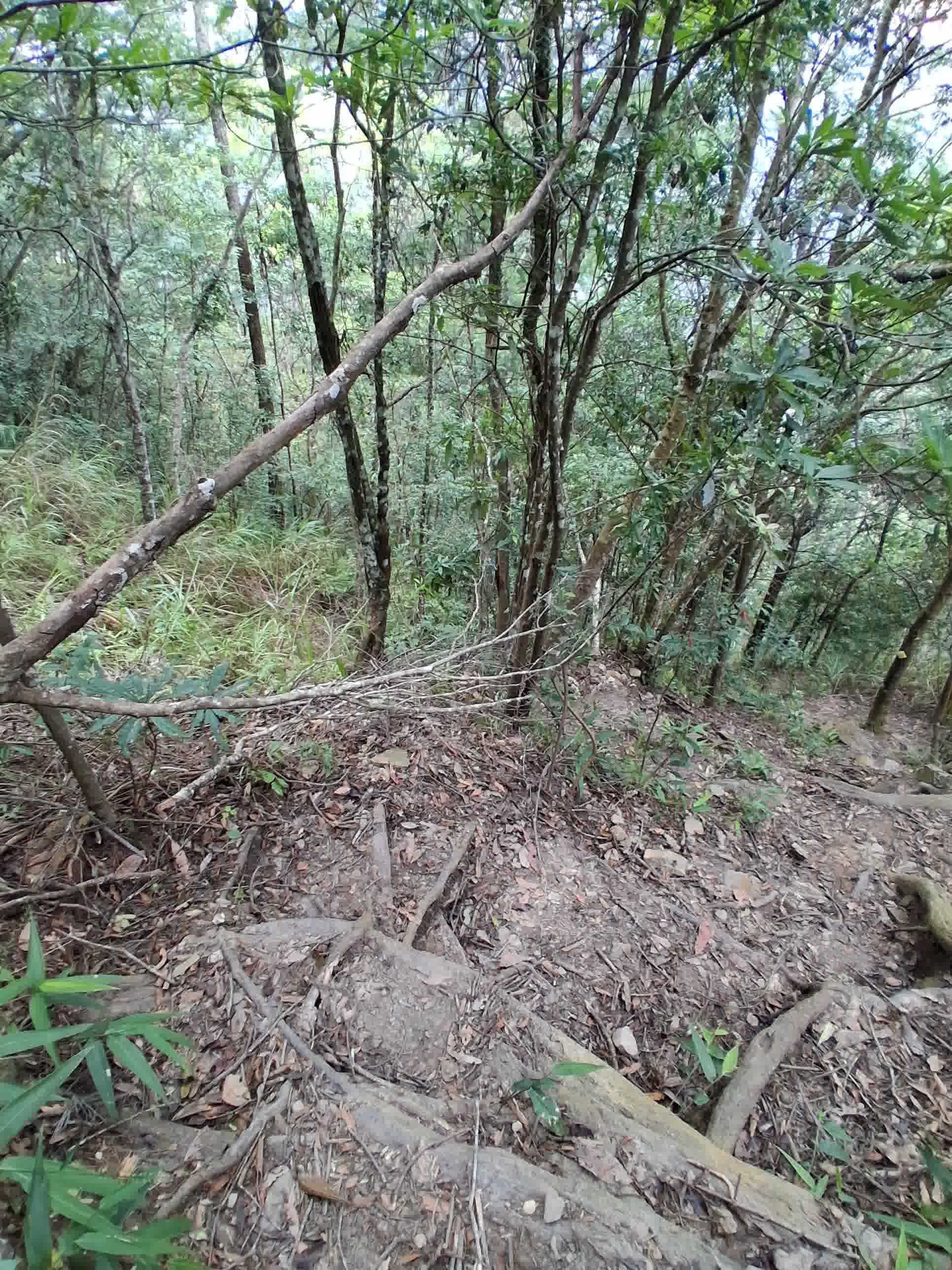 置中圖片